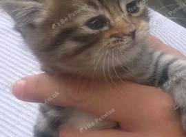 Kittens