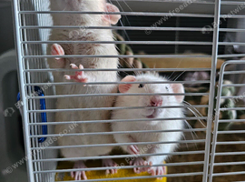 2 cute boy rats