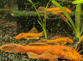Super red BN pleco breeding pair