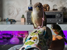 Kiwi 1 year ozey 1 year my little peanut 1 year comit