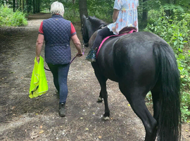 12. 2 hh show type pony for full or part loan
