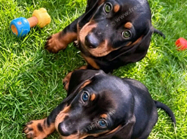 Beautiful Black and Tan boys green and blue eyes.