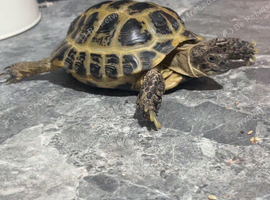 Horse tortoises