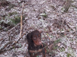 Chocolate and tan cocker spaniel