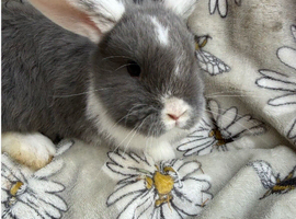 Pure bred mini lop bunnies - Ready Now