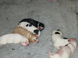 F1b cockapoo puppies