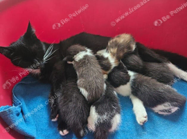 6 Beautiful Kitten