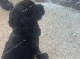 F2 cockapoo