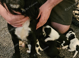 Cocker Spaniel Cross Sprollie Puppies