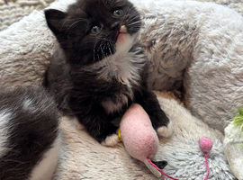Half British short hair kittens