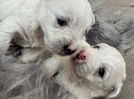 West highland terrier puppies