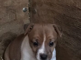 Chihuahua Jack Russell puppies