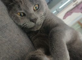 1 year old grey Male cat