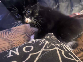 1 kitten