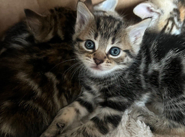 Mixed breed kittens for sale
