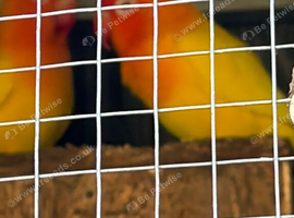 Bedding pair lovely LOVE BIRD
