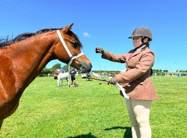 NON Ridden Companion pony