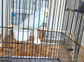 Budgies