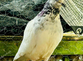 White pigeon