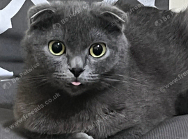 4 Beautiful Scottish Fold Kittens