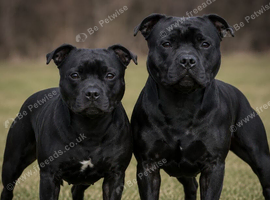 Staffy