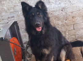 German Shepherd (Female)