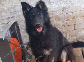 Female German Shepherd
