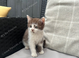 2 handheld kittens for sale