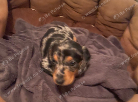 Miniature Dachshund Puppy
