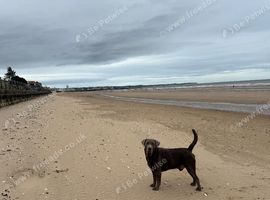 Silver Labrador - Shadow, beautiful dog