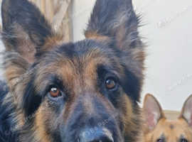2x male shepards for stud