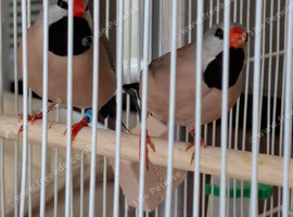 Pair of Hecks finch