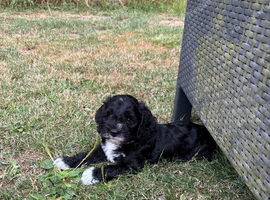 1 beautiful girl cockapoo left
