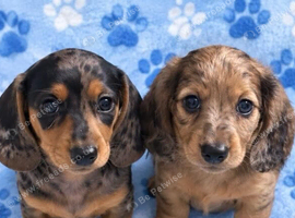 4 Miniature dachshund puppies