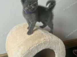 Lovely British shorthair kittens
