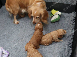 Champion bloodlines F1 puppies