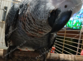 Hand reared silly tame african grey