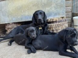 Labrador puppies
