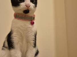 Female tuxedo ready to go