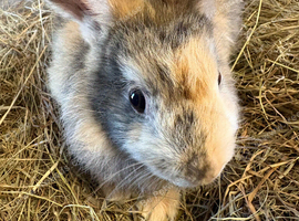 Female young friendly rabbit