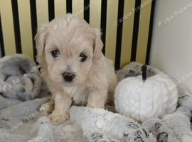 Maltipoo puppy 2 grils available