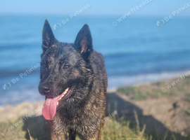 Dutch Herder puppies for sale