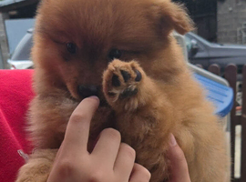 Pretty Pomeranians