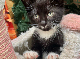 VERY LOVING BOY KITTEN READY NOW