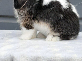 Stunning pure bred mini lop