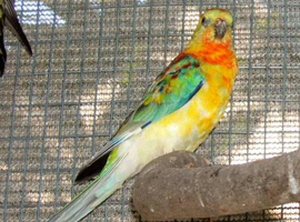 Female red rump