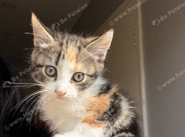 8 kittens for sale ready to go