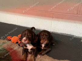 2 lovely male cocker spaniels