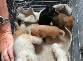 Cockatoo mixed breed puppy