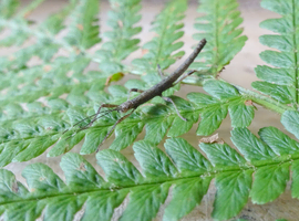 Nui Chua Stick Insects (Nuichua rabaeyae) Nymphs 5-10 Approx. Vietnamese